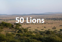 50 Lions