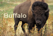 Buffalo