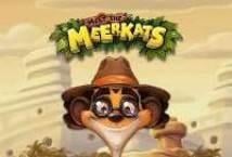 Meet the Meerkats