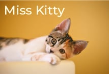 Miss Kitty